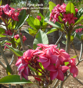 Pink Jack plumeria flower - Jungle Jack source photo
