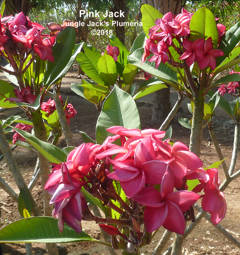 Pink Jack plumeria flower - Jungle Jack source photo