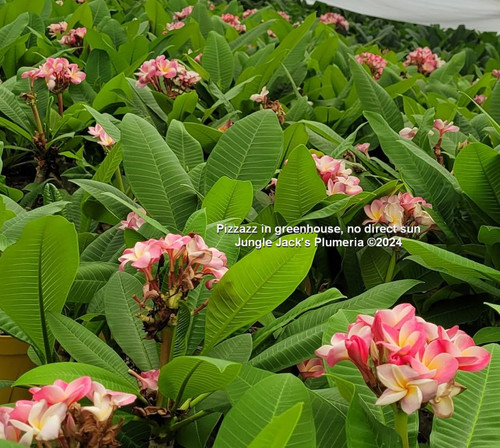 Pizzazz plumeria flower - Jungle Jack source photo