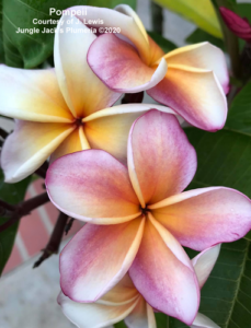 Pompeii plumeria flower - Jungle Jack source photo