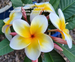 SunSplash plumeria flower - Jungle Jack source photo