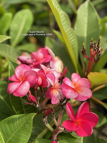 SuperRound plumeria flower - Jungle Jack source photo