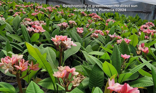 Synchronicity plumeria flower - Jungle Jack source photo