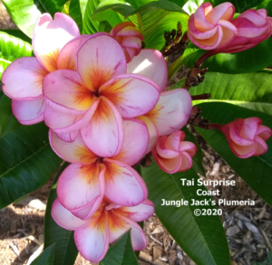 Tai Surprise plumeria flower - Jungle Jack source photo