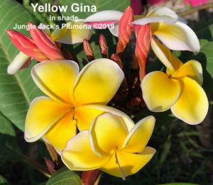 Yellow Gina plumeria flower - Jungle Jack source photo