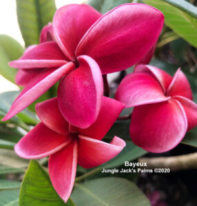 Bayeux plumeria flower - Jungle Jack source photo