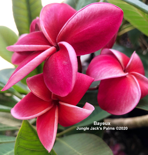 Bayeux plumeria flower - Jungle Jack source photo