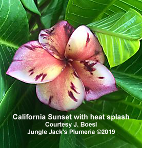 California Sunset plumeria photo