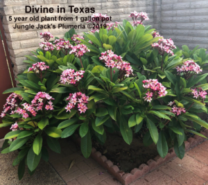 Divine plumeria flower - Jungle Jack source photo