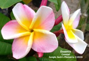 Essence plumeria flower - Jungle Jack source photo