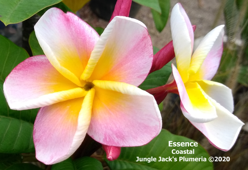 Essence plumeria flower - Jungle Jack source photo