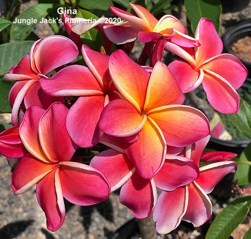 Gina plumeria photo