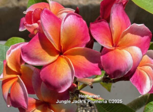 Heat Wave plumeria flower - Jungle Jack source photo