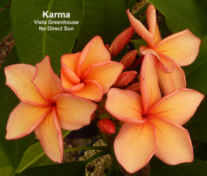 Karma plumeria flower - Jungle Jack source photo