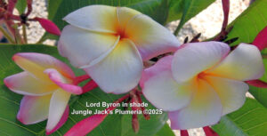 Lord Byron plumeria flower - Jungle Jack source photo