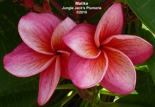 Malika plumeria flower - Jungle Jack source photo