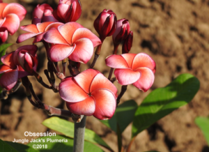 Obsession plumeria flower - Jungle Jack source photo
