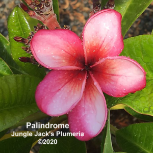 Palindrome plumeria flower - Jungle Jack source photo