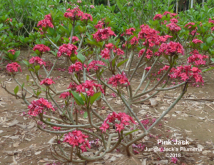 Pink Jack plumeria flower - Jungle Jack source photo