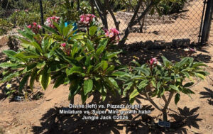 Pizzazz plumeria flower - Jungle Jack source photo