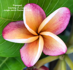 Pompeii plumeria flower - Jungle Jack source photo