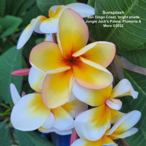 SunSplash plumeria flower - Jungle Jack source photo