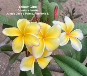 Yellow Gina plumeria flower - Jungle Jack source photo