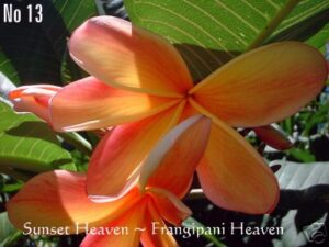 Heaven thumbnail