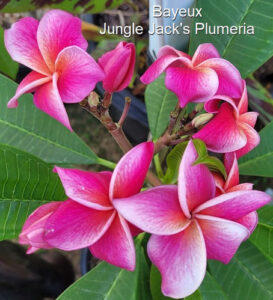 Bayeux plumeria flower - Jungle Jack source photo