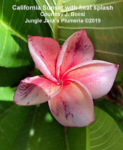 California Sunset plumeria flower - Jungle Jack source photo