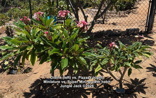 Divine plumeria flower - Jungle Jack source photo
