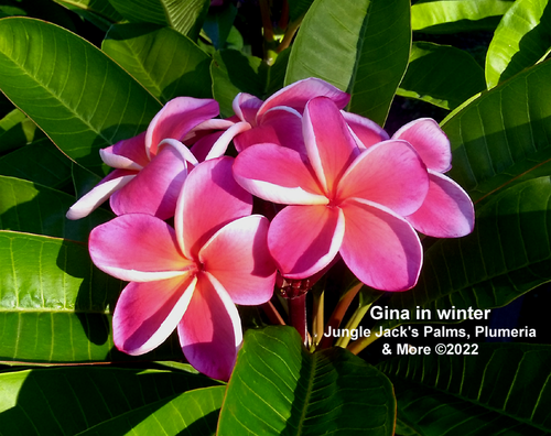 Gina plumeria photo