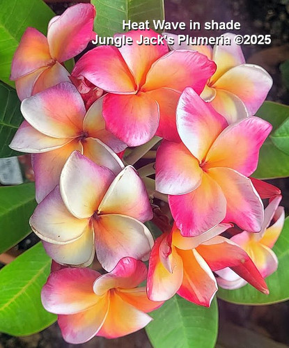Heat Wave plumeria flower - Jungle Jack source photo