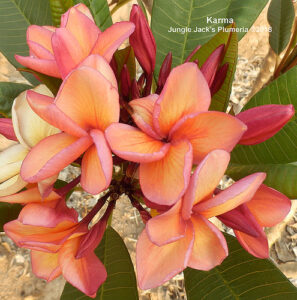 Karma plumeria flower - Jungle Jack source photo