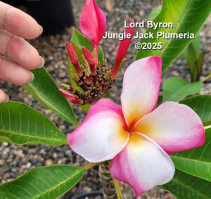 Lord Byron plumeria flower - Jungle Jack source photo