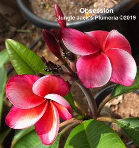Obsession plumeria flower - Jungle Jack source photo