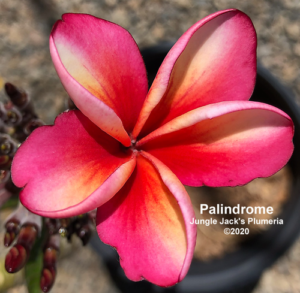 Palindrome plumeria flower - Jungle Jack source photo