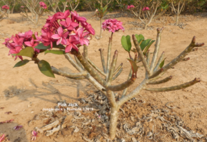 Pink Jack plumeria flower - Jungle Jack source photo