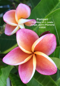 Pompeii plumeria flower - Jungle Jack source photo