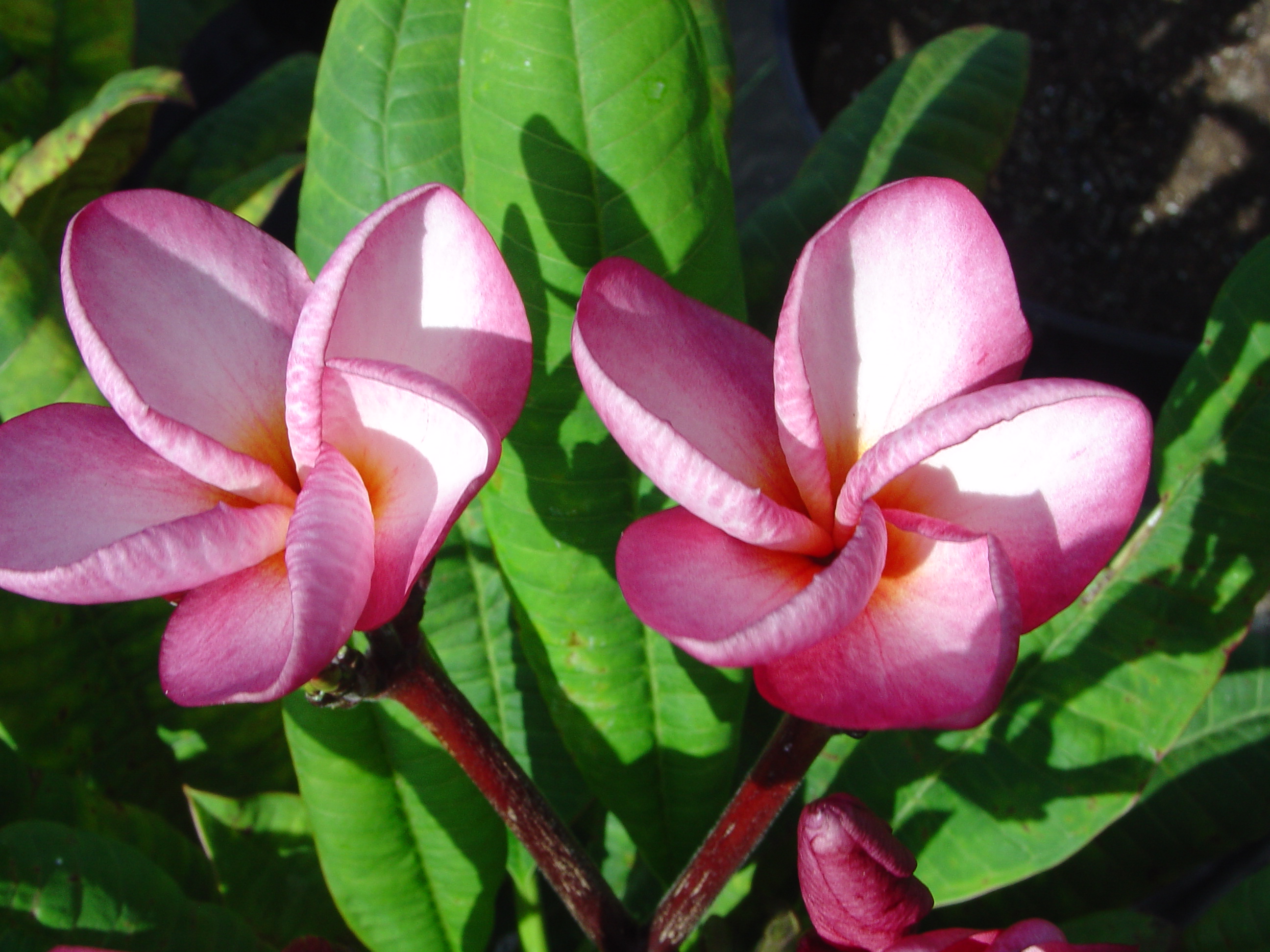 100 Pink plumeria photo