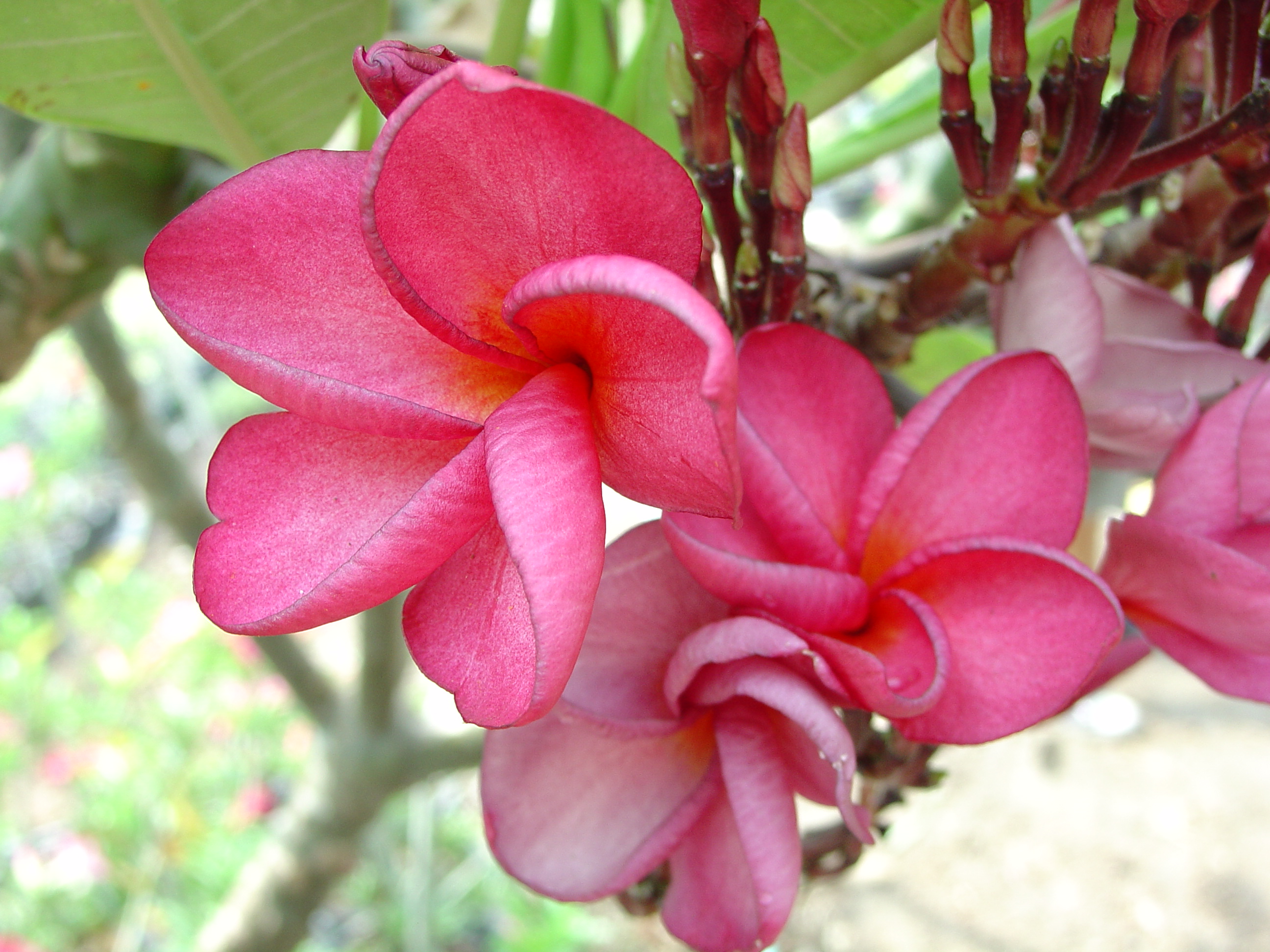 100 Pink plumeria photo