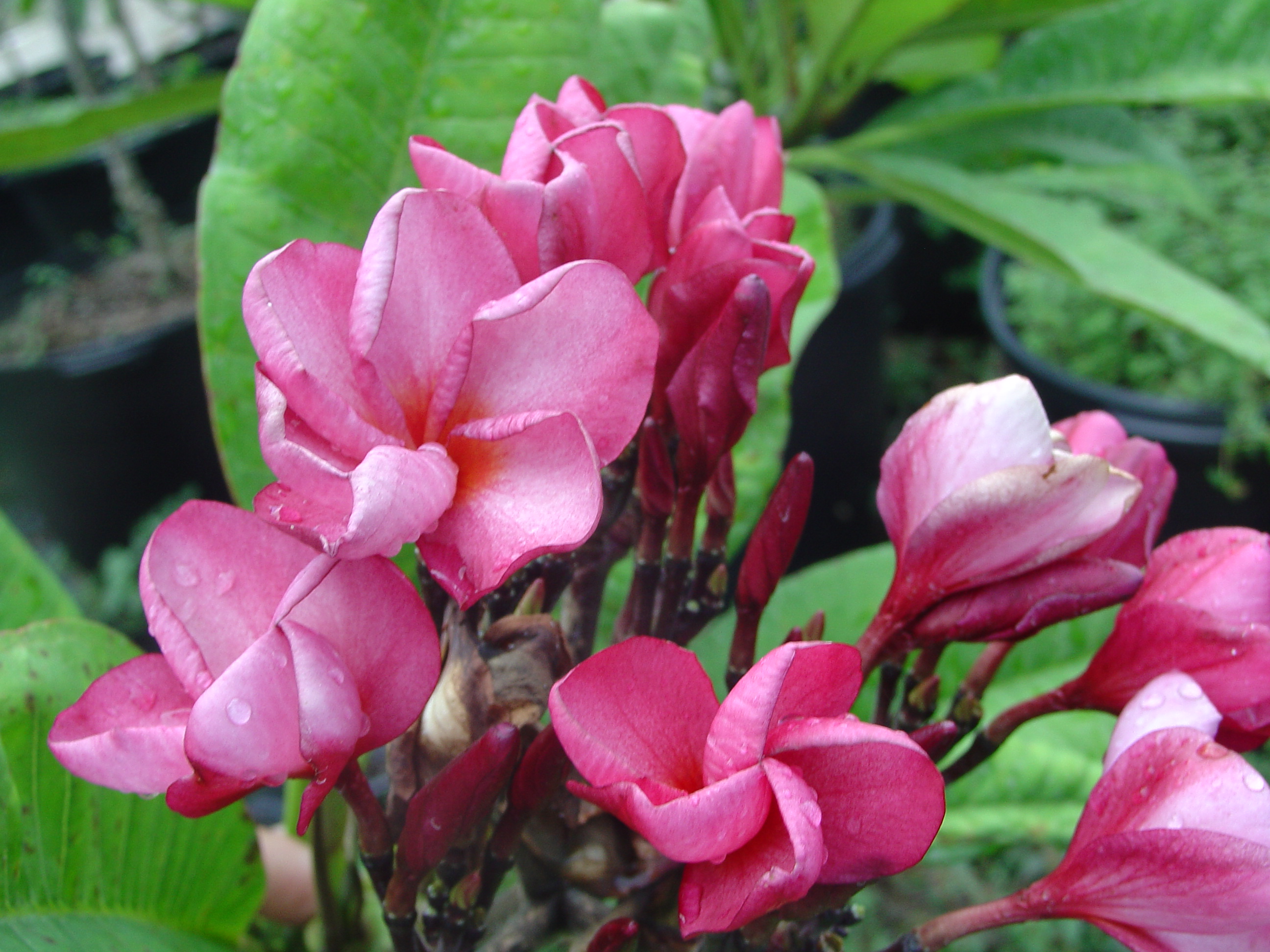 100 Pink plumeria photo