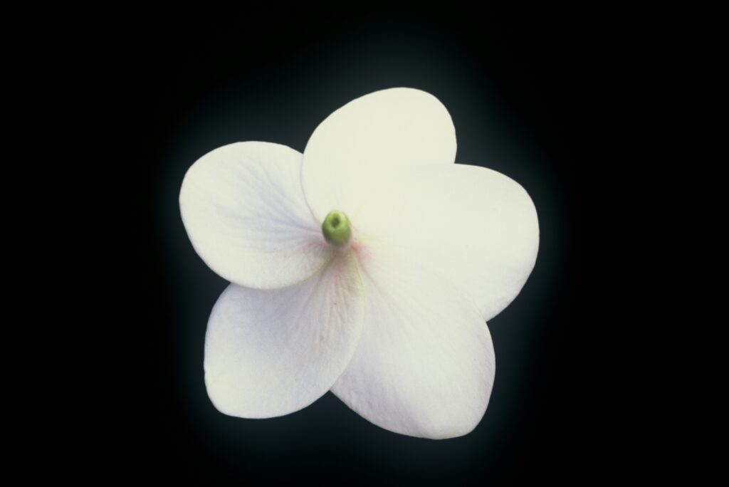 King Kalakaua plumeria photo