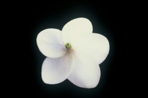 King Kalakaua plumeria