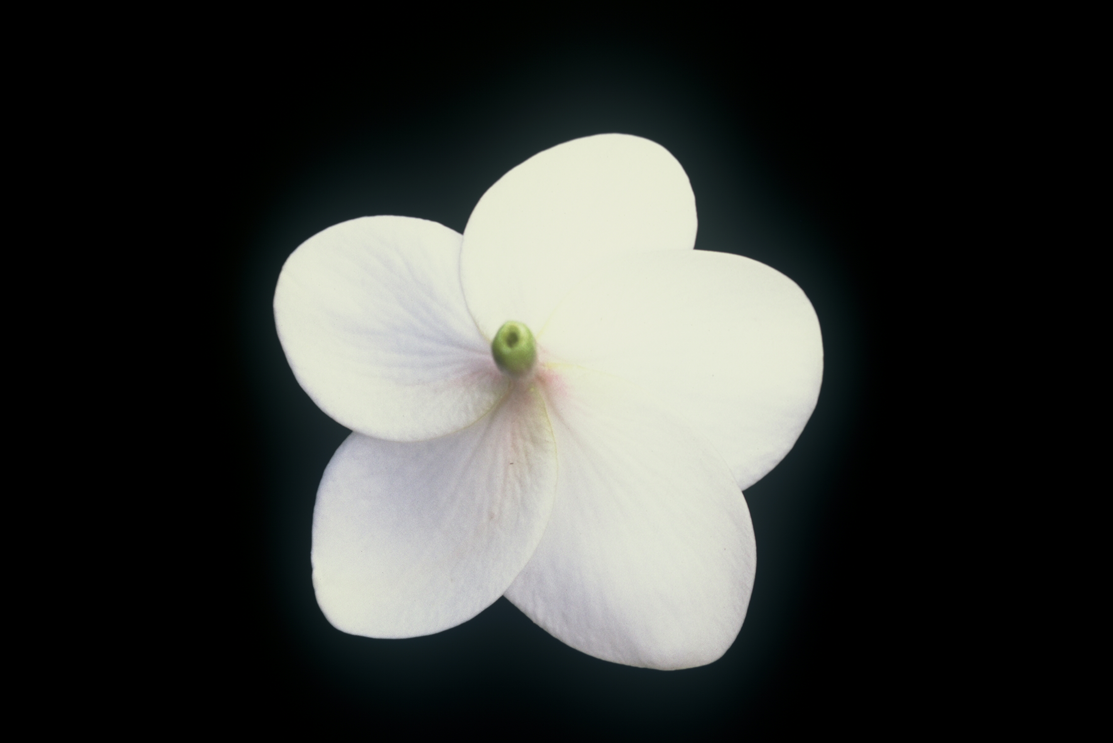 King Kalakaua plumeria photo