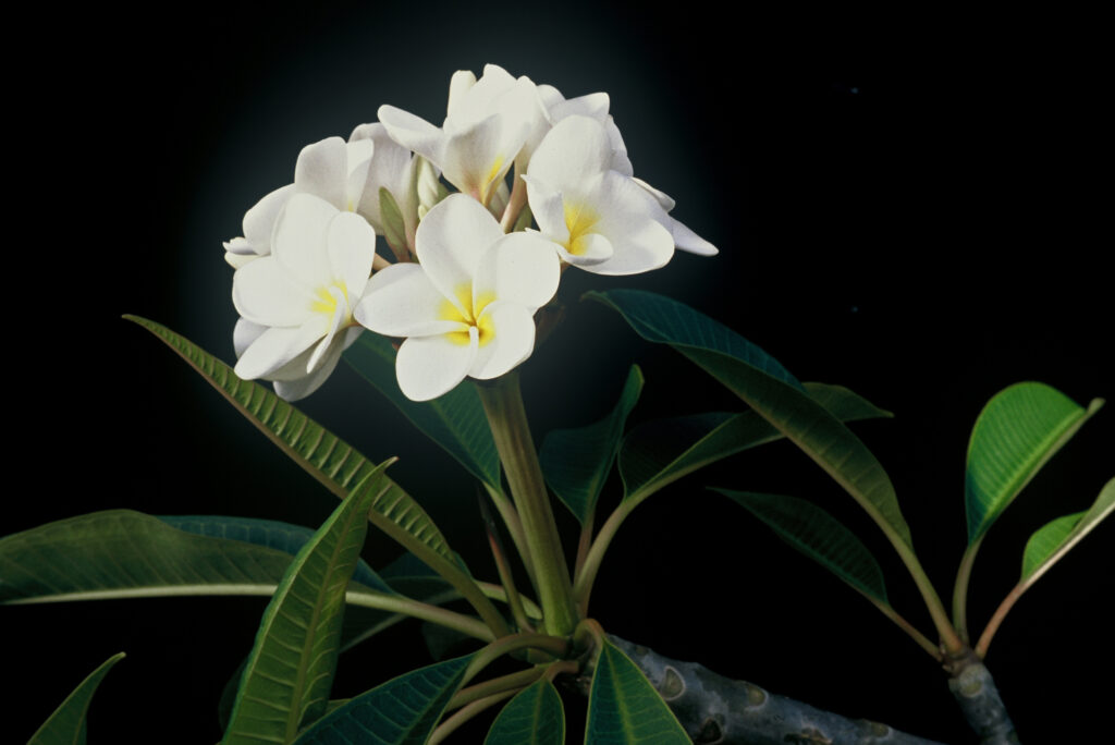 King Kalakaua plumeria photo