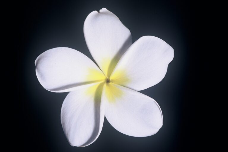 Sherman 103 plumeria photo