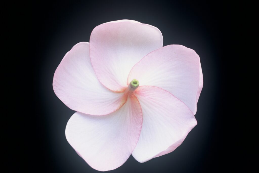 Daisy Wilcox plumeria photo