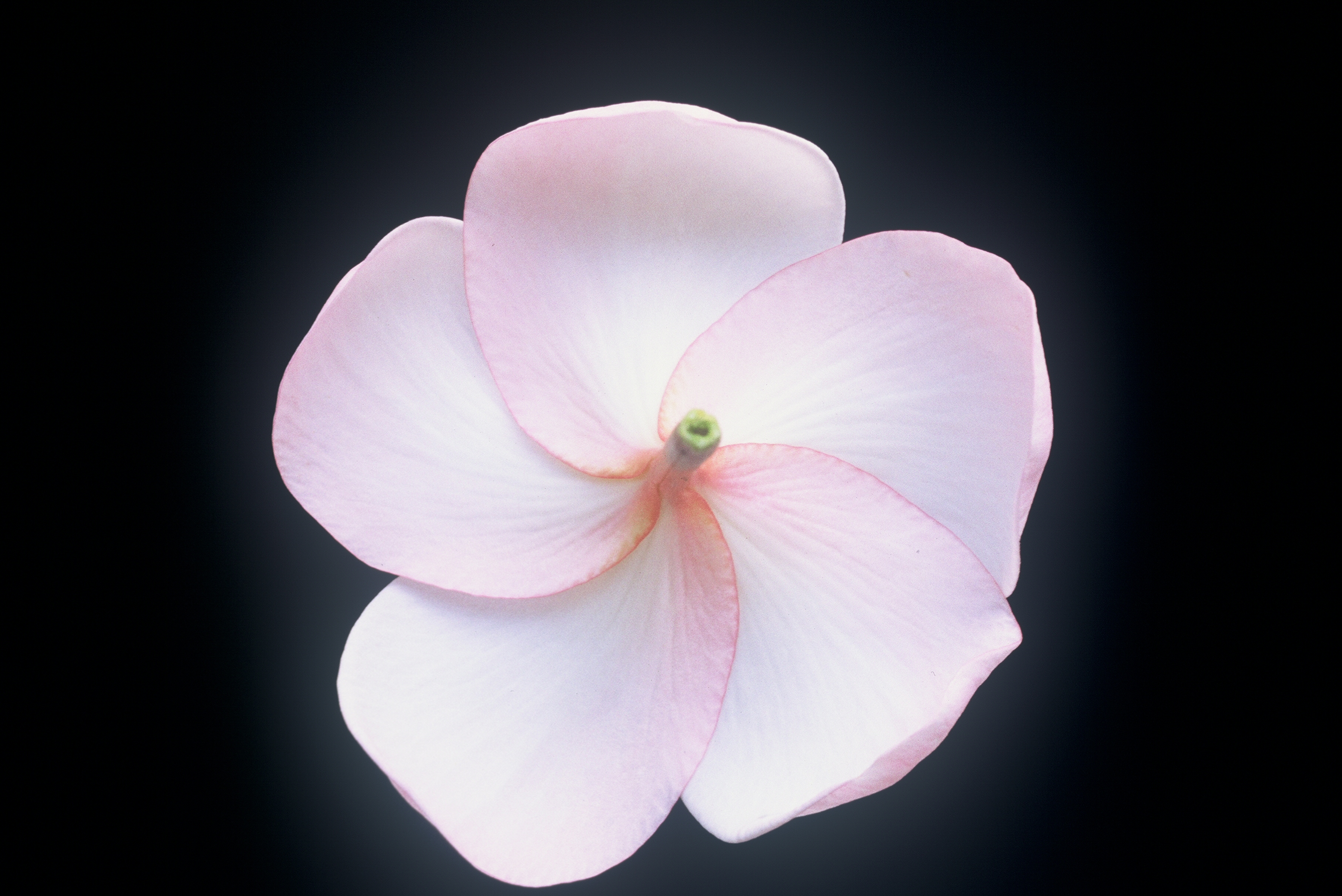 Daisy Wilcox plumeria photo