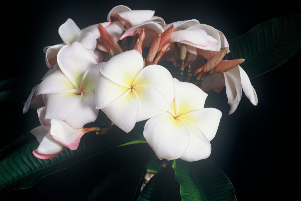 Daisy Wilcox plumeria photo